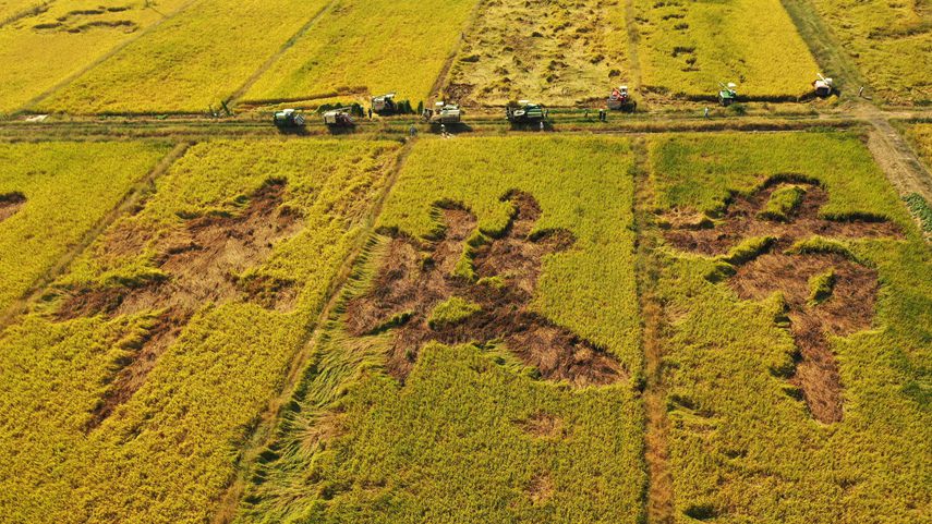 把解决好“三农”问题作为重中之重——习近平总书记领航